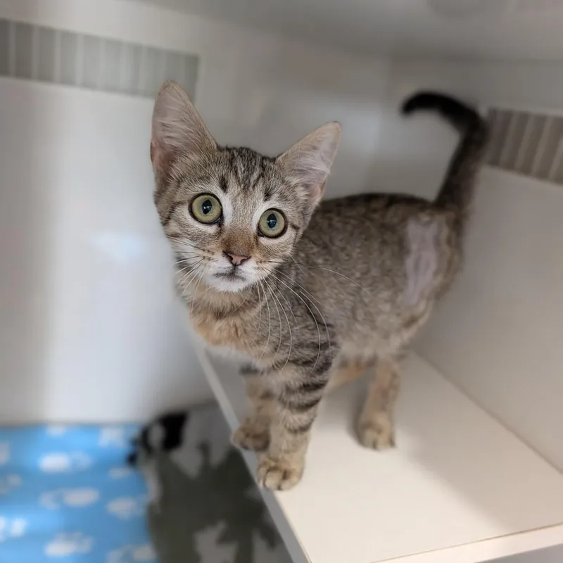 A baby medium-sized female Tabby (Buff / Tan / Fawn) Domestic Short Hair cat named Treecko for adoption in Cape Girardeau, MO