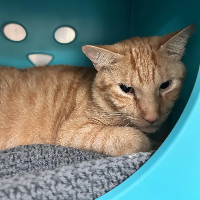 An adult extra large-sized male Orange / Red Domestic Short Hair cat named Tonka Truck for adoption in Titusville, FL