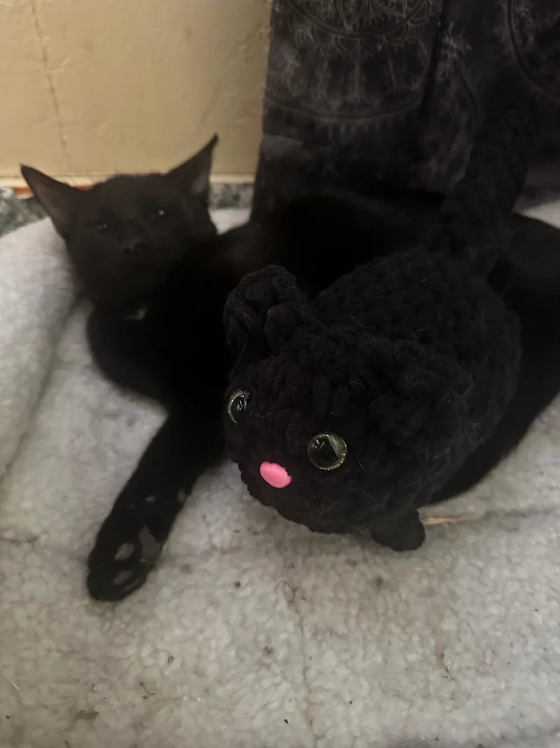 A young small-sized male Black Domestic Short Hair cat named Wobbles for adoption in Merced, CA