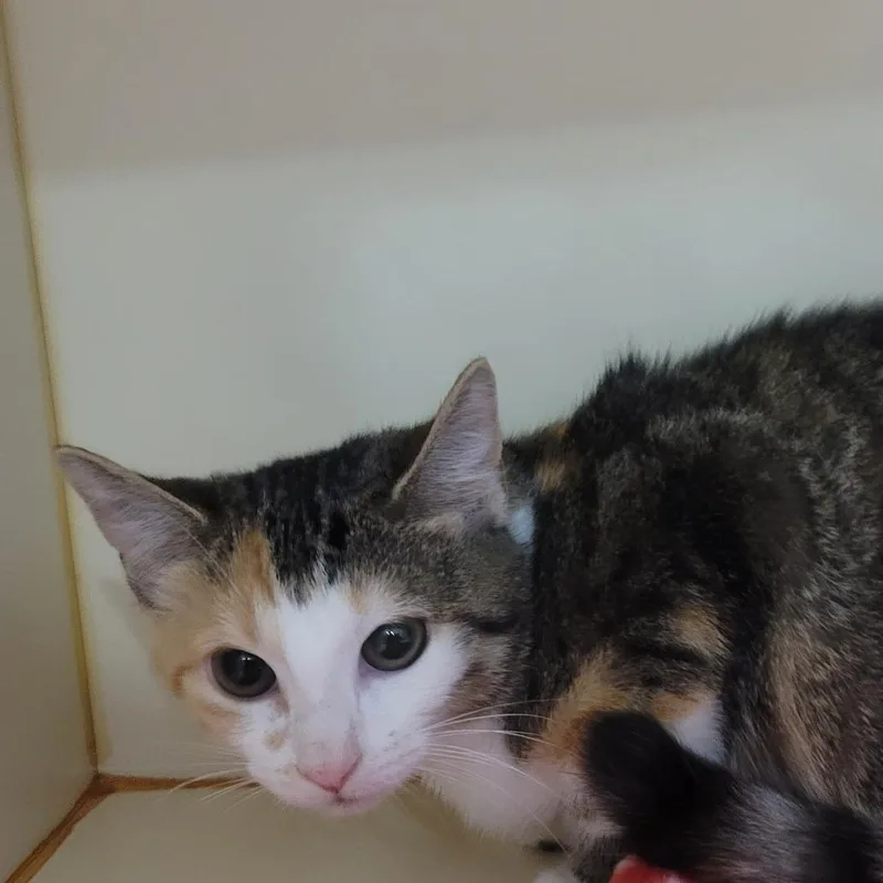 A baby small-sized female Calico Domestic Short Hair cat named Marshmellow for adoption in La Grange, KY