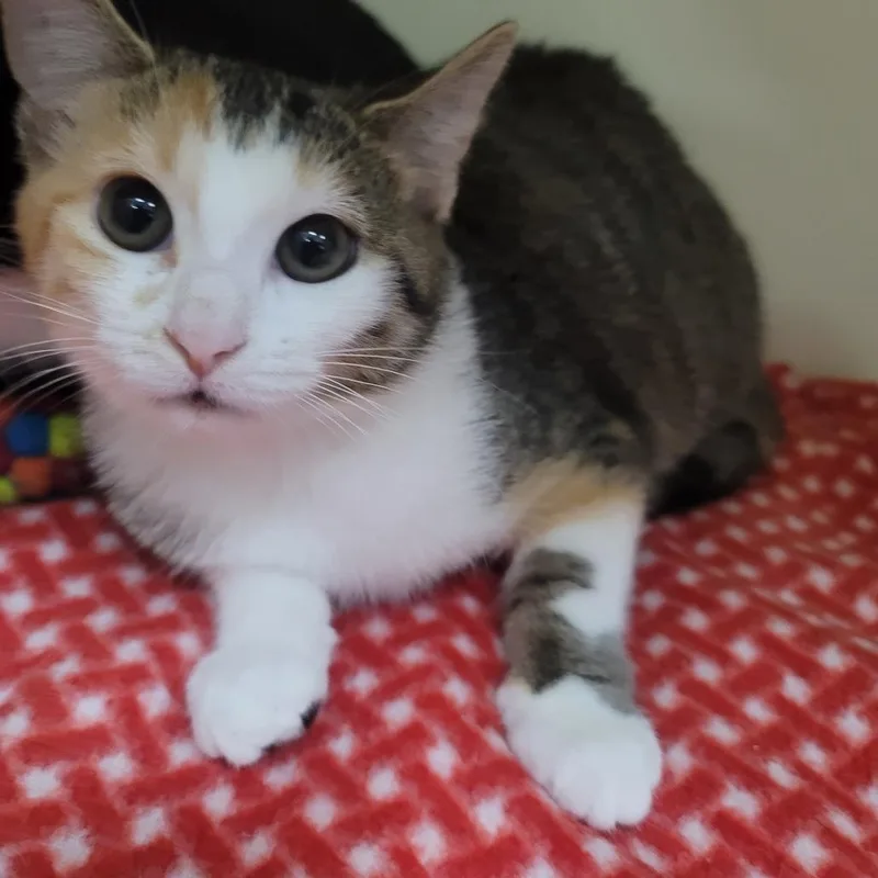 Marshmellow thumbnail 3