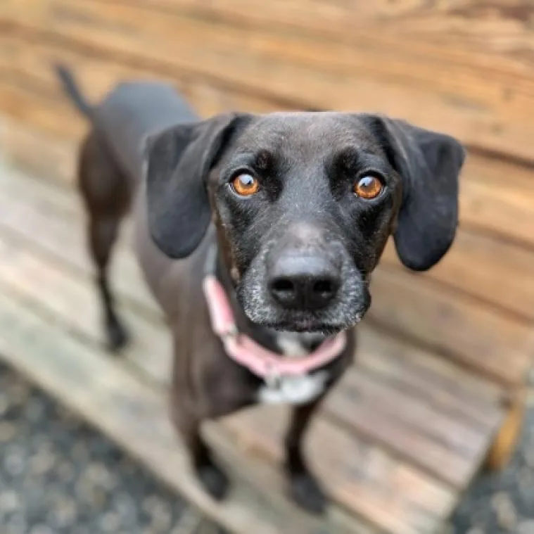 A senior medium-sized female Mixed Breed dog named Honey for adoption in Fredericksburg, VA