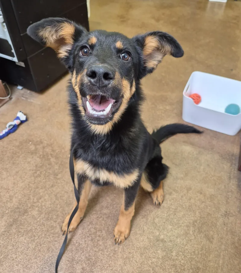 A young large-sized female Black Shepherd dog named Amber for adoption in Sierra Vista, AZ