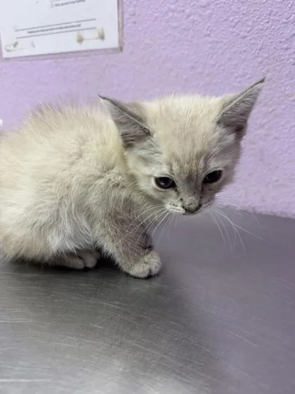 A baby small-sized male White Domestic Short Hair cat named 61047322 for adoption in El Paso, TX