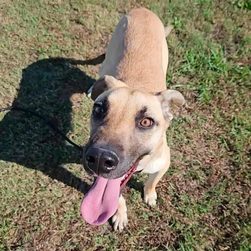 An adult medium-sized male Yellow / Tan / Blond / Fawn Great Dane dog named Kipper for adoption in Shelby, NC