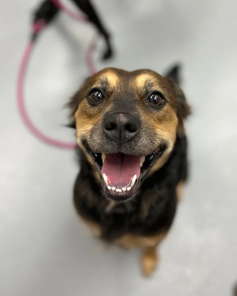 A young medium-sized female Australian Kelpie dog named Roxie for adoption in Hartsville, SC