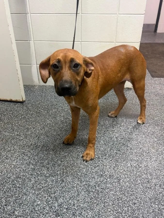 A young medium-sized female Mixed Breed dog named Ginger Snap for adoption in Tifton, GA