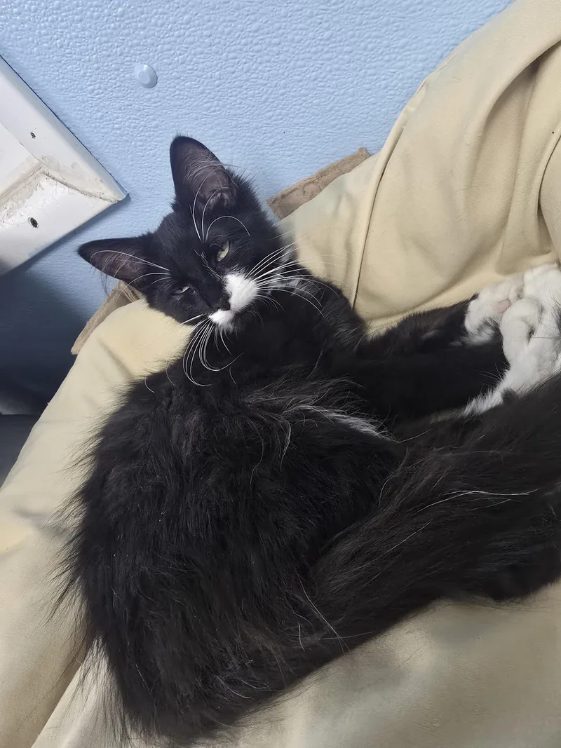 A baby medium-sized male Black & White / Tuxedo Domestic Long Hair cat named Bear for adoption in Farmington, MO