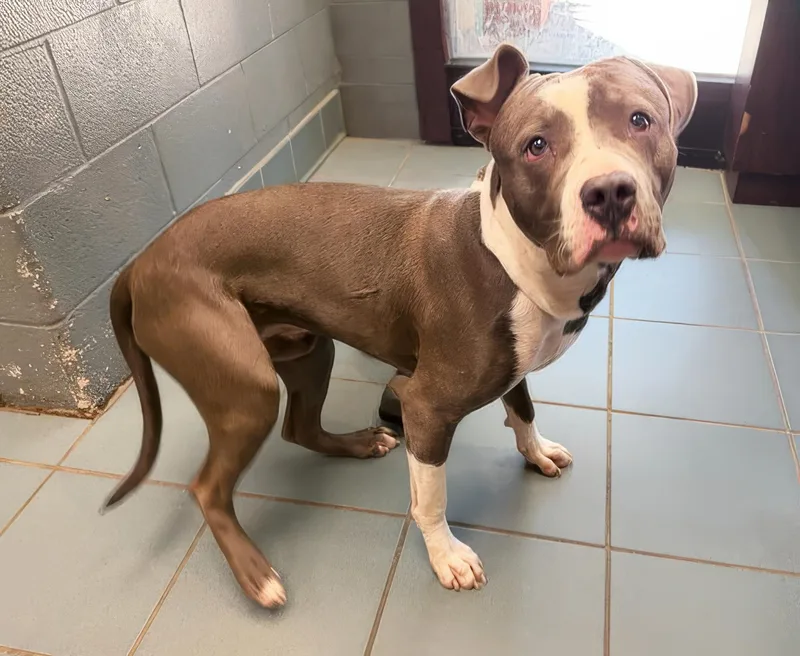 An adult large-sized male Gray / Blue / Silver Mixed Breed dog named Gravy for adoption in Nashville, TN