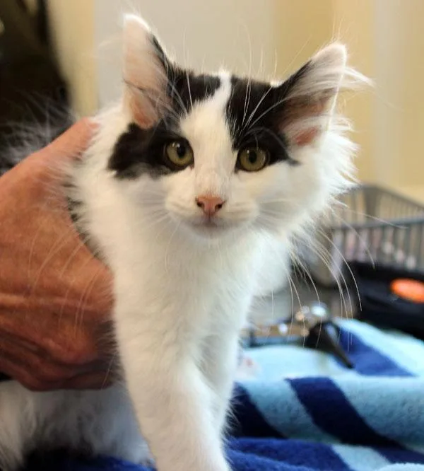 A baby small-sized male Black & White / Tuxedo Domestic Medium Hair cat named Vito for adoption in Mansfield, MA
