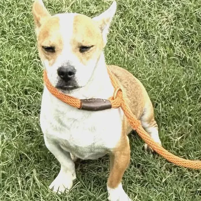 A young medium-sized male Apricot / Beige Corgi dog named Tate for adoption in Williston, VT