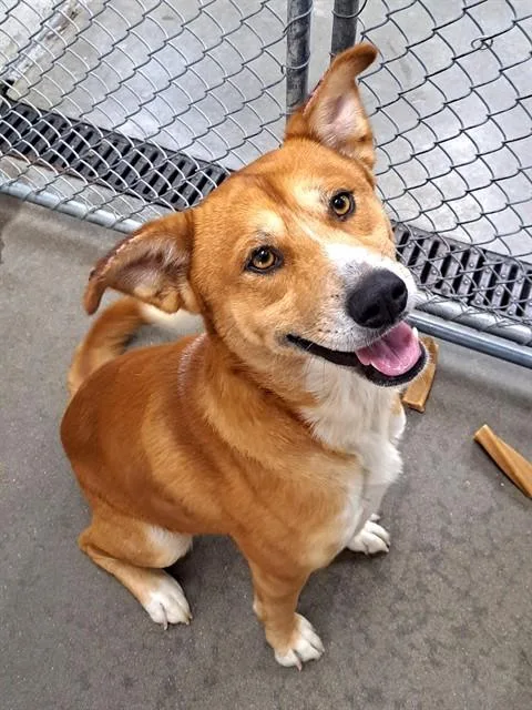 An adult medium-sized male Husky dog named Fajita for adoption in Easton, MD