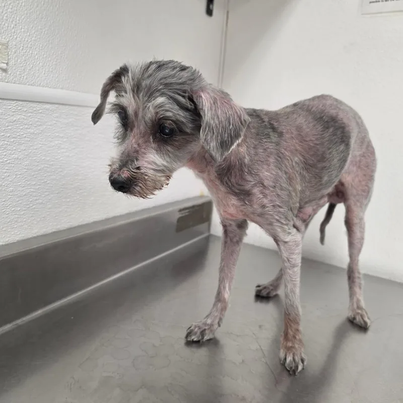 A senior small-sized female Gray / Blue / Silver Maltese dog named Angel for adoption in Henderson, NV