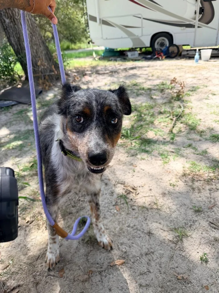 A young medium-sized female Australian Shepherd dog named Mermaid for adoption in Rockport, TX