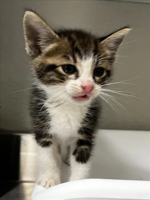A baby small-sized male Domestic Short Hair cat named Crocus for adoption in Tracy, CA