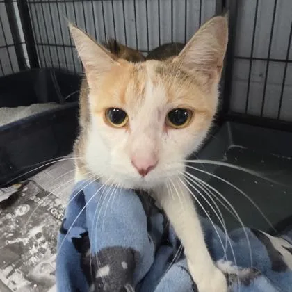 An adult small-sized female Domestic Short Hair cat named Lady for adoption in Beatrice, NE