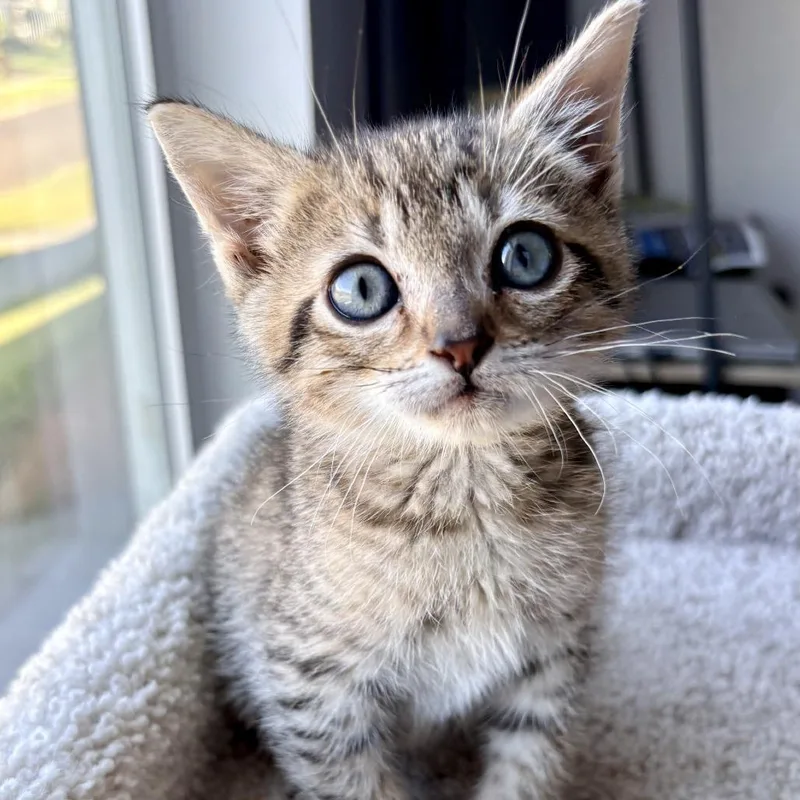A baby small-sized male Brown / Chocolate Domestic Short Hair cat named Bootsy for adoption in Tacoma, WA