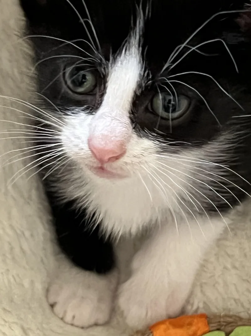 A baby medium-sized male Black & White / Tuxedo Domestic Short Hair cat named Tucker for adoption in Lees Summit, MO