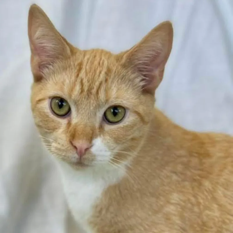 Chai In Spring Grove