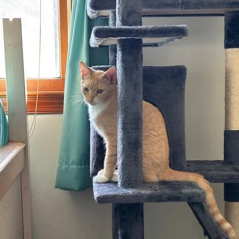 Chai In Spring Grove thumbnail 2