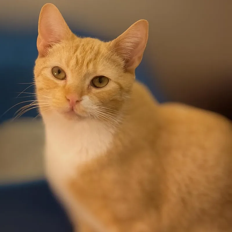 Chai In Spring Grove thumbnail 3