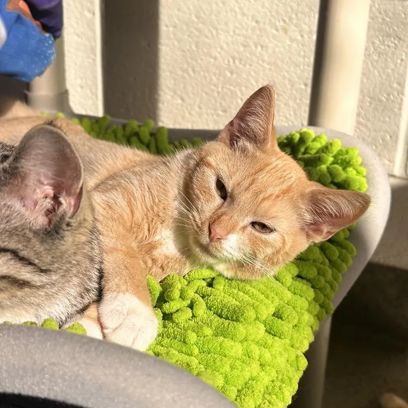 Chai In Spring Grove thumbnail 4