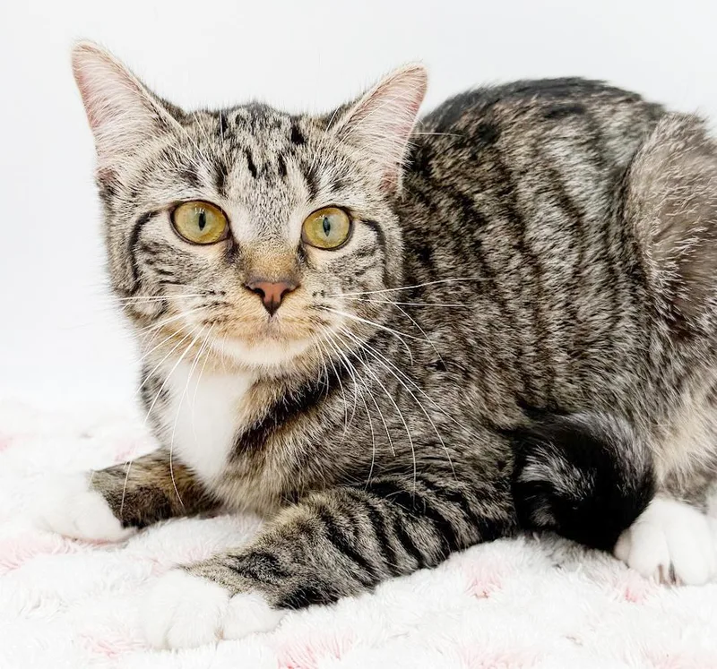 A young small-sized female Tabby (Leopard / Spotted) Tabby cat named Biscuit Is A Lover for adoption in Bedford Hills, NY