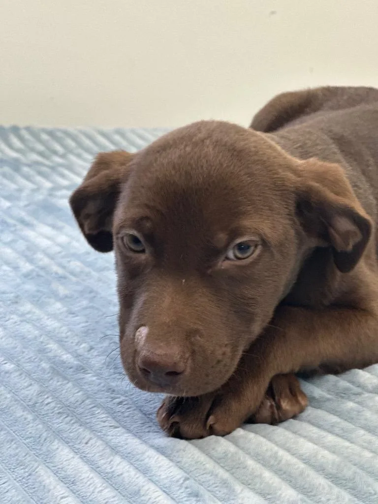 A baby small-sized female Labrador Retriever dog named Stella Bella for adoption in Cambridge, MD