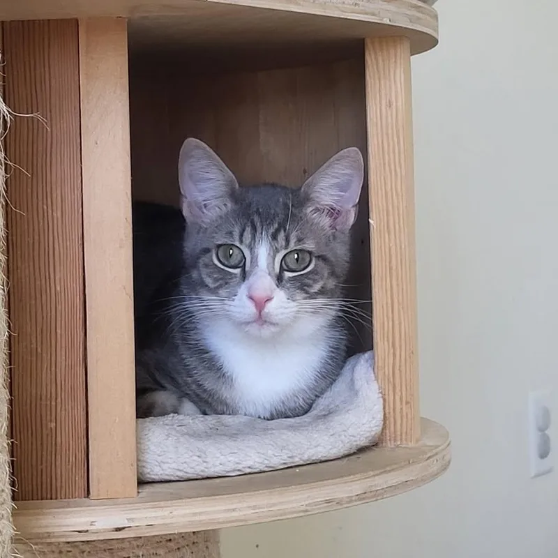 A young small-sized male Tabby (Gray / Blue / Silver) American Shorthair cat named Zero for adoption in West newton, PA