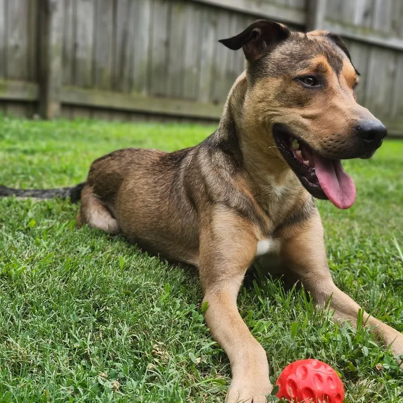 An adult medium-sized male Shepherd dog named Quan for adoption in Rossville, GA