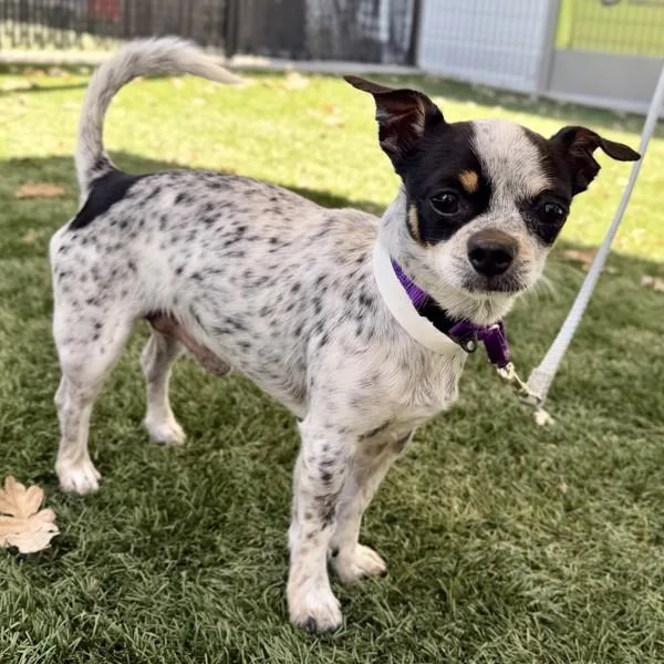An adult small-sized male Chihuahua dog named Pie for adoption in Walnut Creek, CA