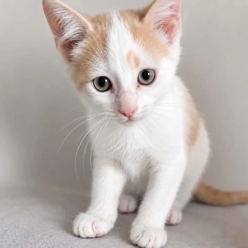 A baby medium-sized male White Tabby cat named Joseph for adoption in Kentwood, MI