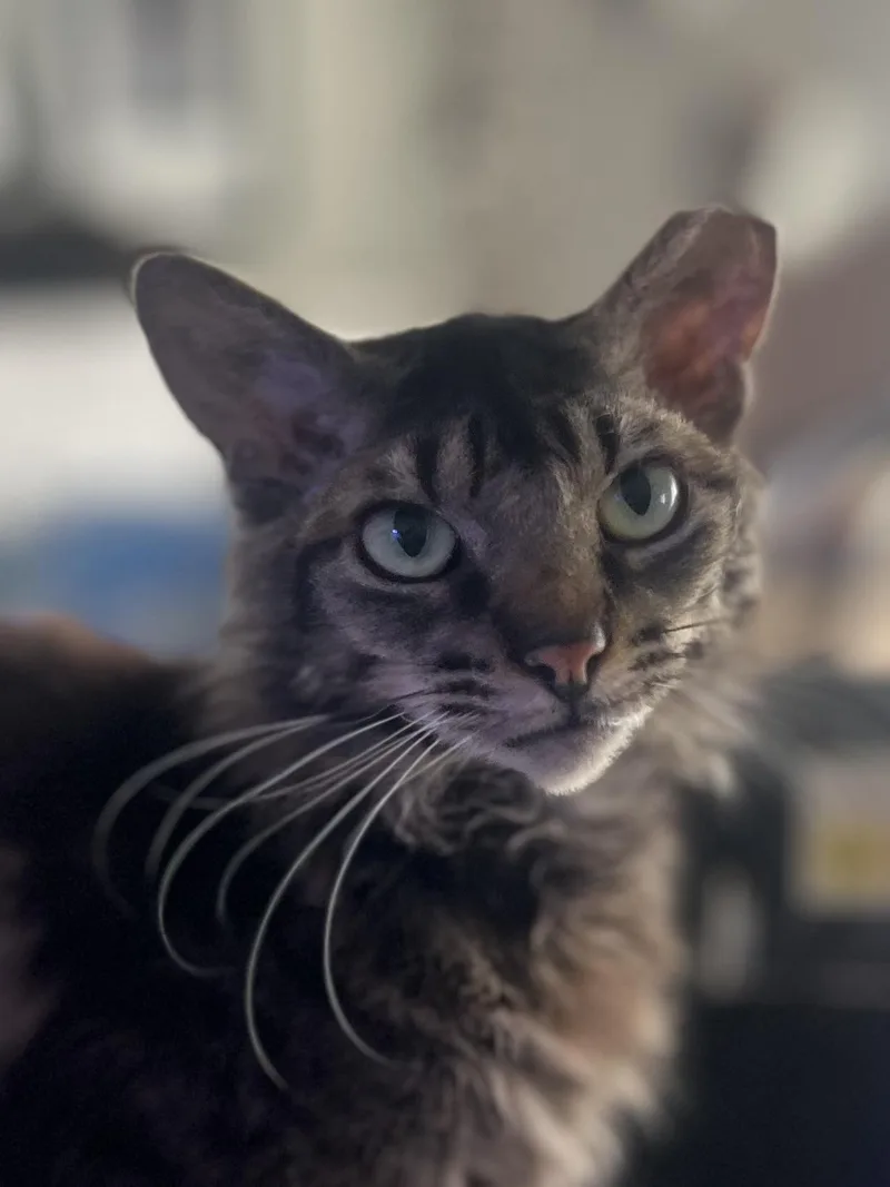 Curly Shirley thumbnail 2