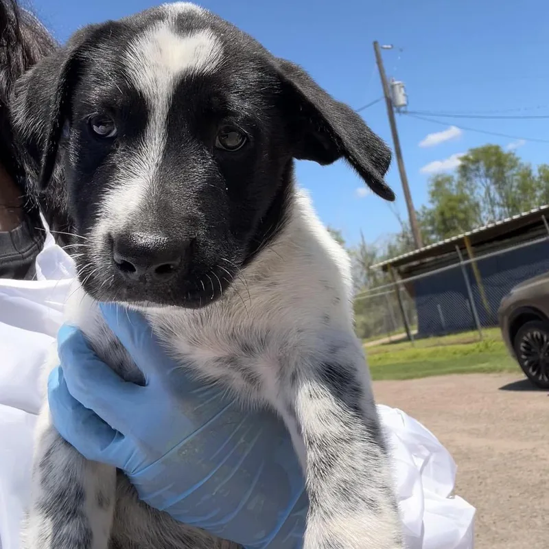 A baby small-sized male Black Shepherd dog named Milo for adoption in Edinburg, TX