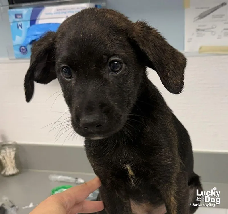 A baby large-sized male Labrador Retriever dog named Eddie for adoption in Washington, DC