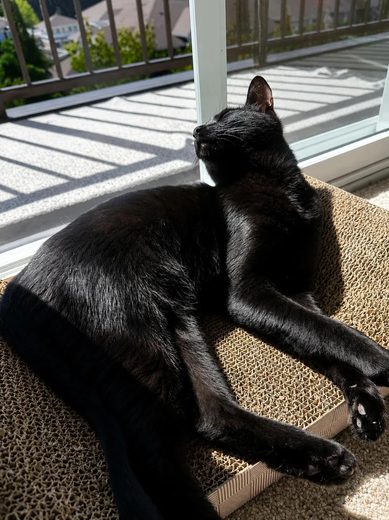 A young medium-sized female Black Bombay cat named Luna for adoption in Woodinville, WA