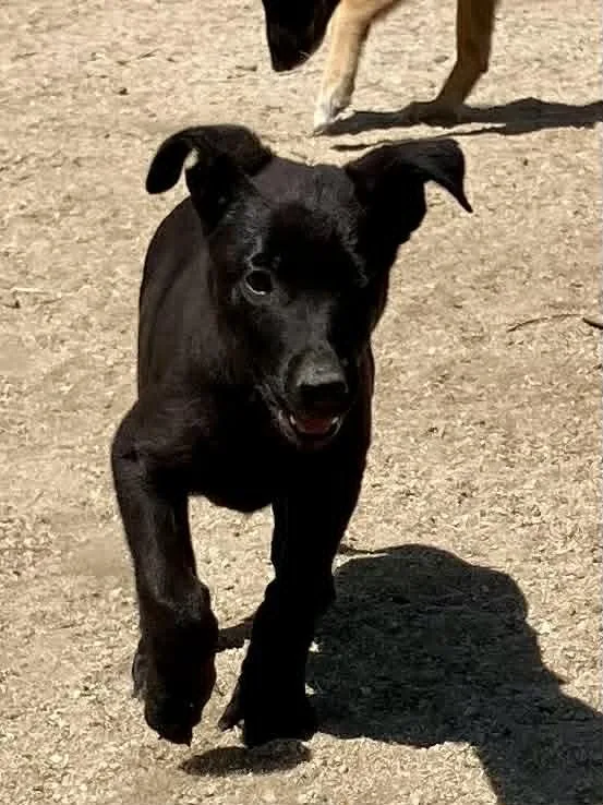 Arizona Litter: Mesa