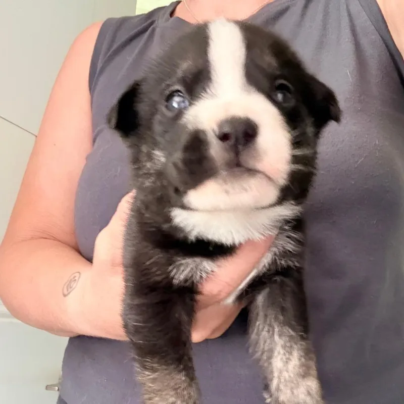 A baby medium-sized male English Bulldog dog named Montgomery for adoption in Sacramento, CA