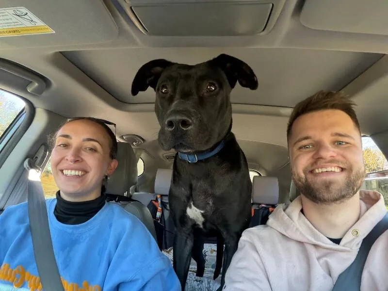 An adult large-sized female Black Mixed Breed dog named Redbull for adoption in Cincinnati, OH