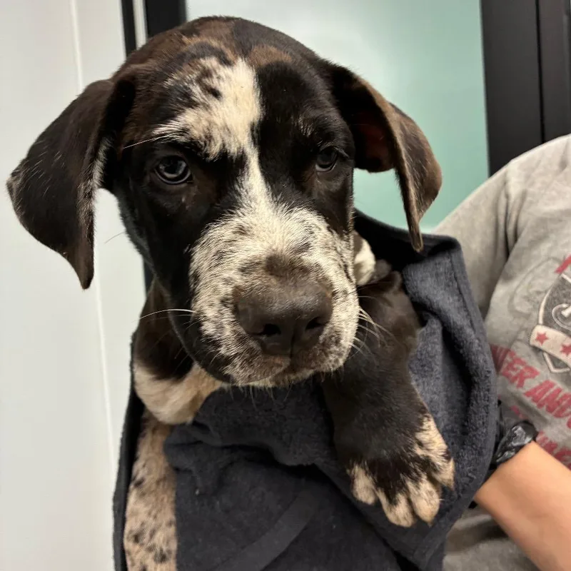 A baby small-sized male Black Catahoula Leopard Dog dog named Hendrix for adoption in Abilene, TX