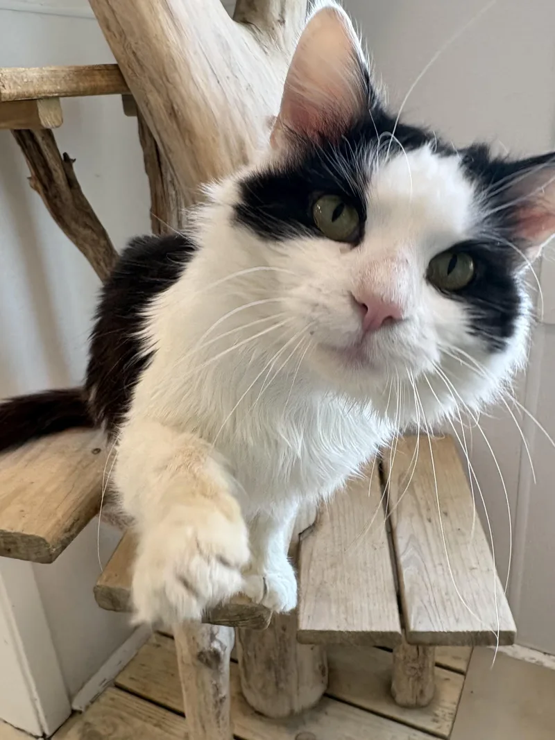 An adult medium-sized male Black Domestic Long Hair cat named Soft Serve for adoption in Chicago, IL