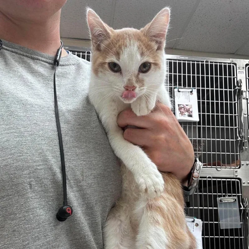 A baby small-sized male White Domestic Short Hair cat named Mustard for adoption in Bastrop, TX