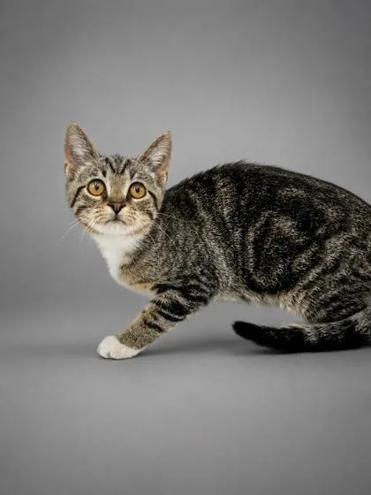 A baby small-sized female Domestic Short Hair cat named Bella for adoption in Bowling Green, KY