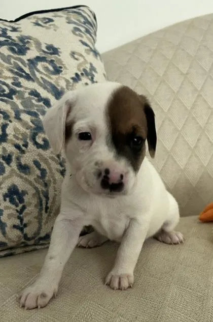 A baby small-sized female Mixed Breed dog named Lily for adoption in Cumming, GA