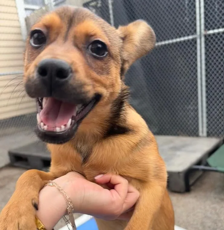 A baby small-sized female Brown / Chocolate Pug dog named Babette for adoption in Armonk, NY
