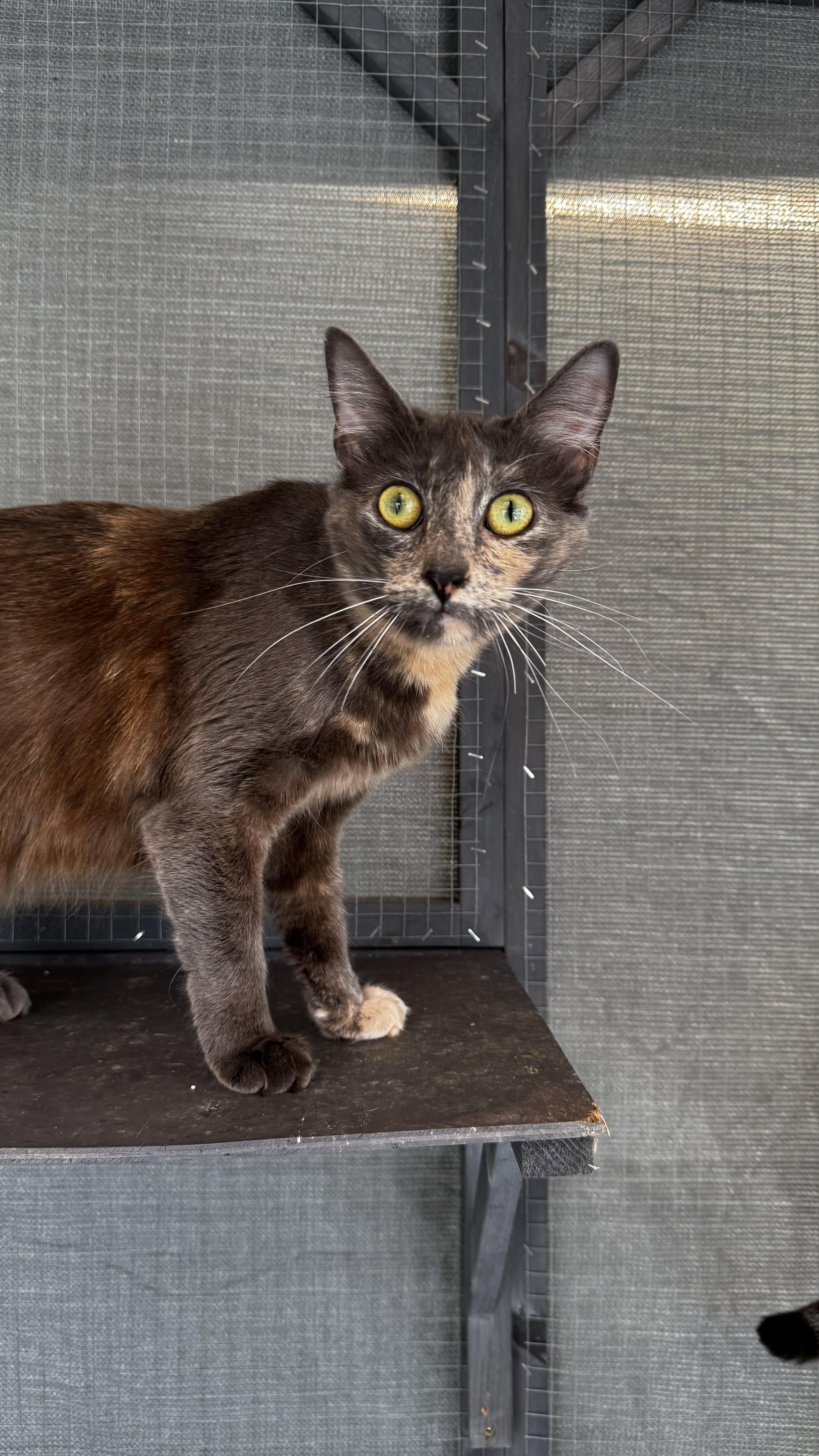 A young medium-sized female Tortoiseshell cat named Abigail for adoption in Beverly Hills, CA