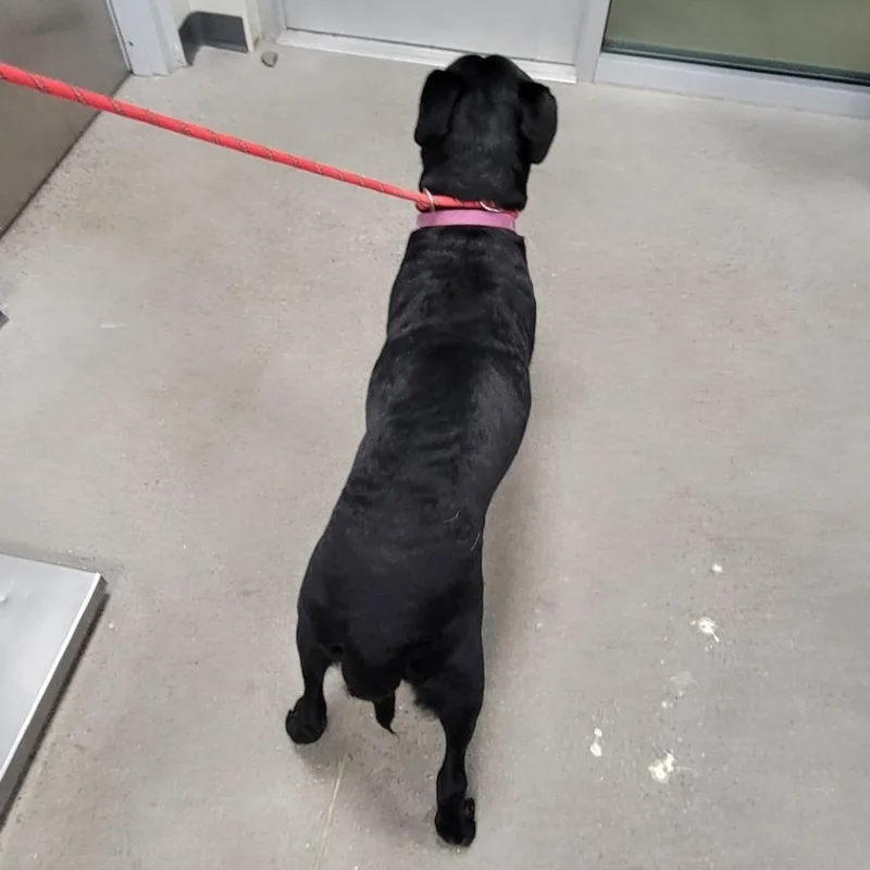 Raven Bird thumbnail 2