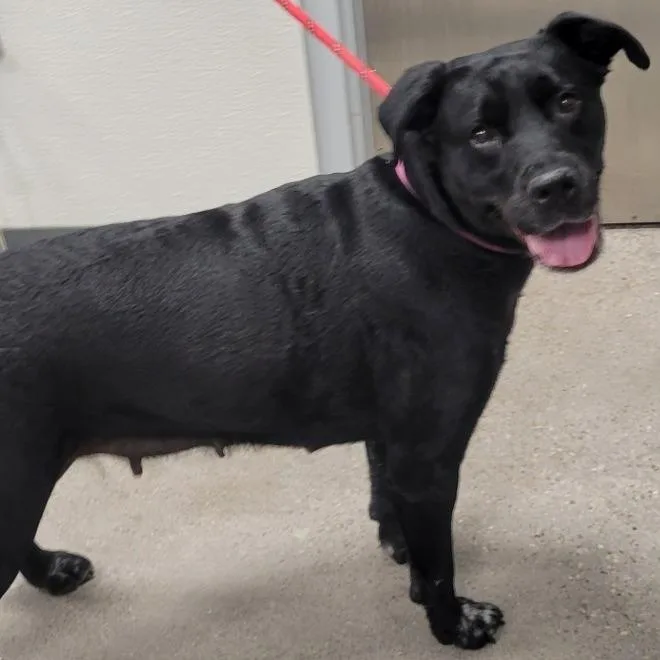 Raven Bird thumbnail 3