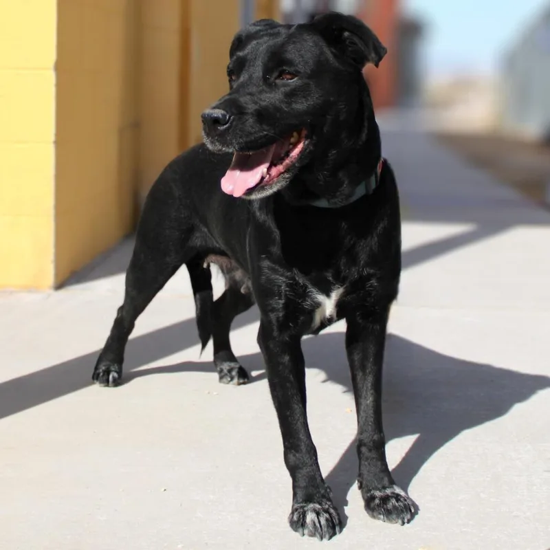 Raven Bird thumbnail 4