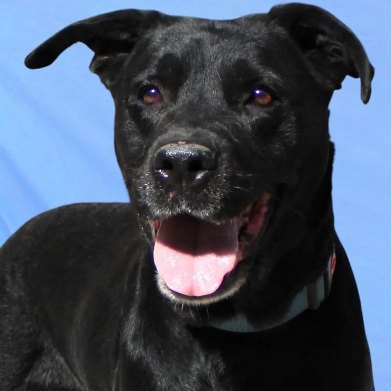 Raven Bird thumbnail 5